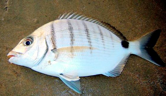 Diplodus sargus_07.jpg